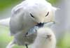white tern
