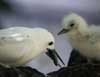 white tern