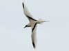 white-tailed tropicbird