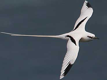 white-tailed tropicbird