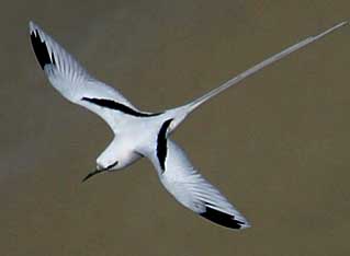 white-tailed tropicbird