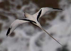 white-tailed tropicbird
