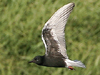 White-winged Tern