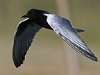 White-winged Tern