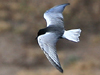 White-winged Tern