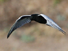 White-winged Tern