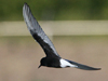 White-winged Tern
