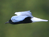 White-winged Tern