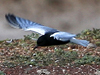 White-winged Tern