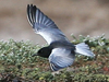 White-winged Tern