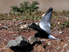 White-winged Tern
