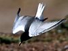 White-winged Tern