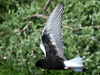 White-winged Tern