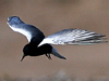 White-winged Tern