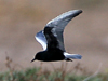 White-winged Tern