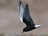 White-winged Tern