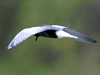 White-winged Tern