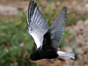 White-winged Tern
