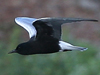 White-winged Tern