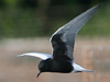 White-winged Tern