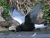 White-winged Tern
