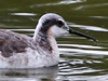 Wilson Phalarope