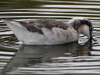 Wilson Phalarope