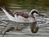 Wilson Phalarope