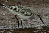 white-rumped sandpiper