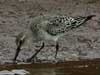 white-rumped sandpiper
