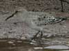 white-rumped sandpiper