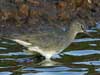 wandering tattler