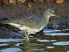 wandering tattler