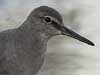 wandering tattler