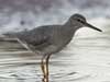wandering tattler