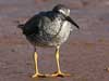 wandering tattler