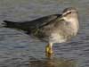 wandering tattler