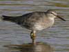 wandering tattler