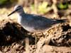 wandering tattler