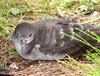 wedge-tailed shearwater
