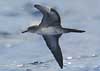 wedge-tailed shearwater