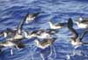 wedge-tailed shearwater