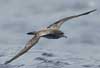 wedge-tailed shearwater