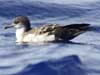 wedge-tailed shearwater