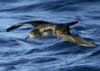 wedge-tailed shearwater