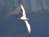 wedge-tailed shearwater