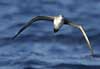 wedge-tailed shearwater