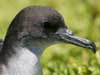 wedge-tailed shearwater