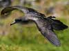 wedge-tailed shearwater