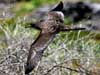 wedge-tailed shearwater